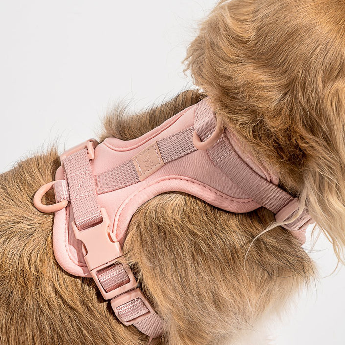 WILD ONE Dog Harness Walk Kit - Blush