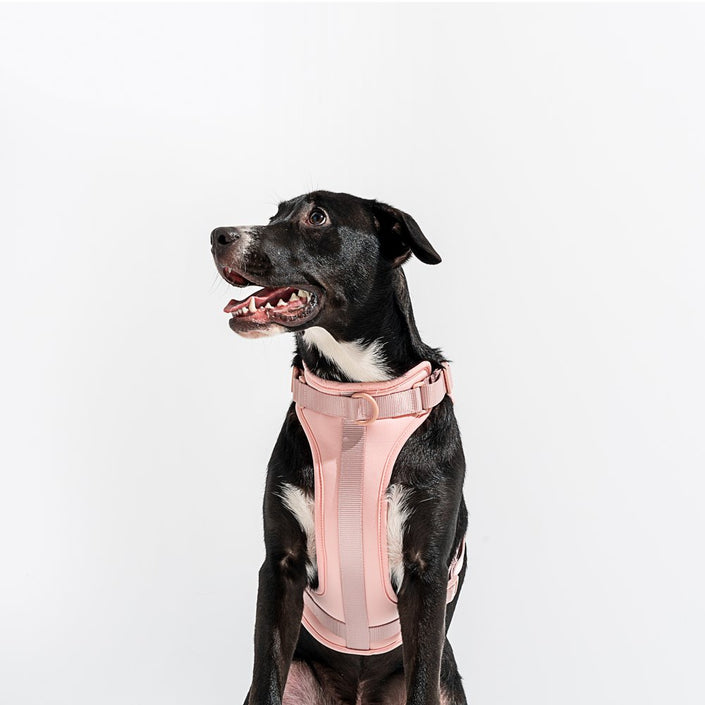 WILD ONE Dog Harness Walk Kit - Blush