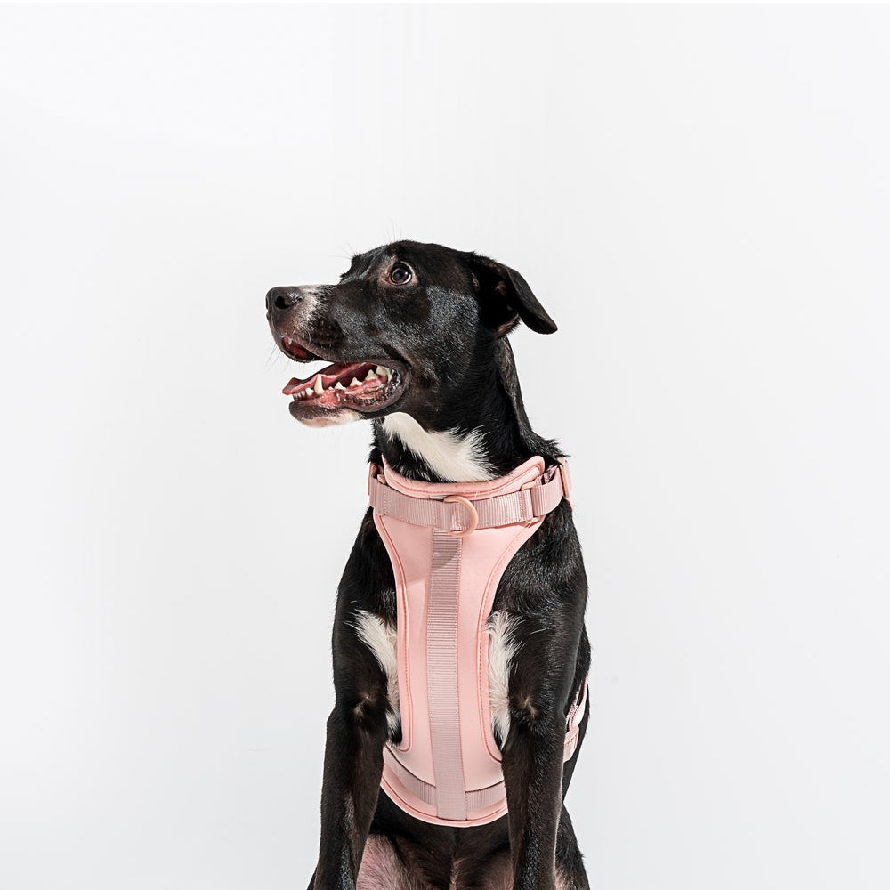 Load image into Gallery viewer, WILD ONE Dog Harness Walk Kit - Blush